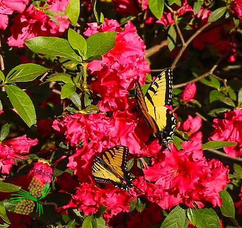 Pair of tiger swallowtails #4861