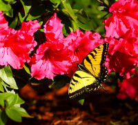 Tiger swallowtail #4825