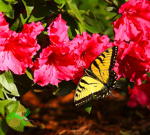 Tiger swallowtail #4825