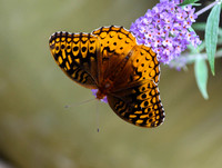 Variegated fritillary #7705