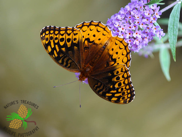 Variegated fritillary #7705