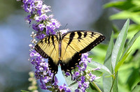 Tiger swallowtail #9411