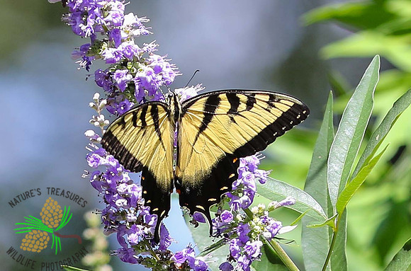 Tiger swallowtail #9411