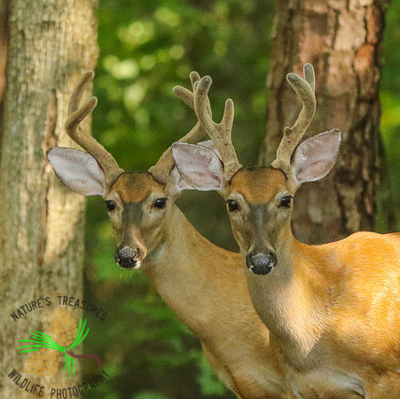 Bucks #6 and 7 side by side