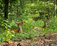 Bucks #6 and 7 lying down
