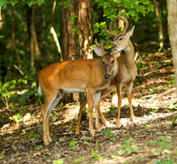 Bucks # 6 and 7 grooming