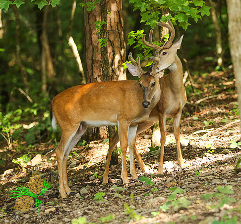 Bucks # 6 and 7 grooming