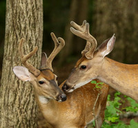 Bucks # 6 and 7 nose to nose