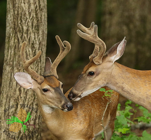 Bucks # 6 and 7 nose to nose