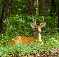 Buck # 6 lying down