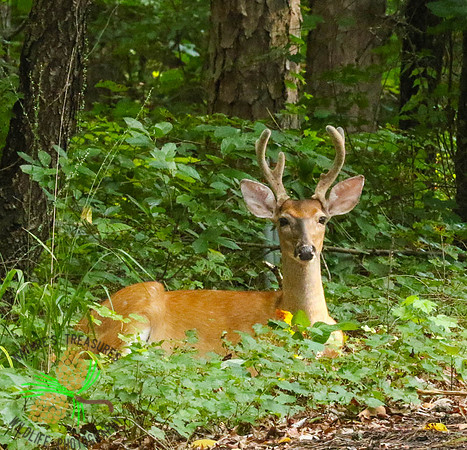Buck # 6 lying down