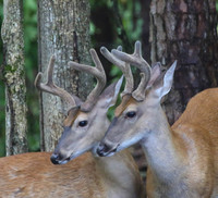 Bucks #6 and 7 in profile