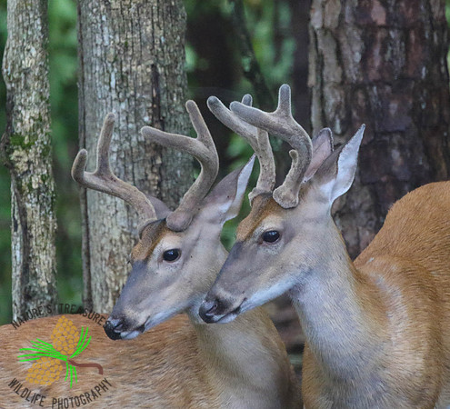 Bucks #6 and 7 in profile
