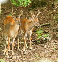 Bucks # 6 and 7 in full view