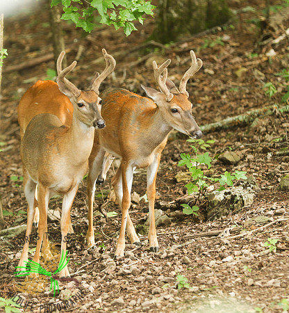 Bucks # 6 and 7 in full view