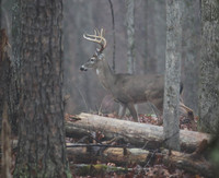 Buck #8 in the fog