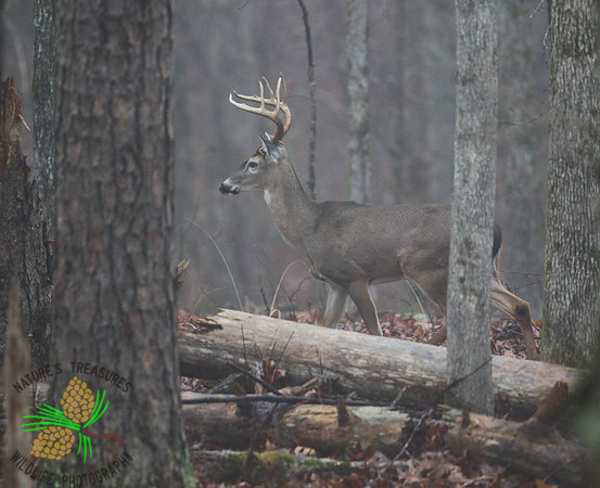 Buck #8 in the fog