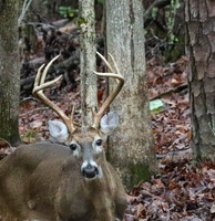 Buck #8 head shot