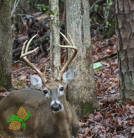 Buck #8 head shot