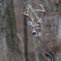 Buck #8 in the mist