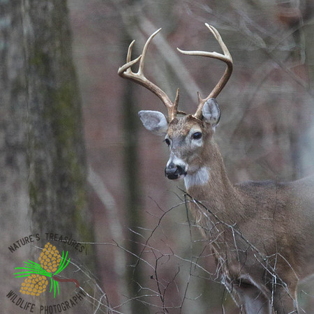 Buck #8 in the mist