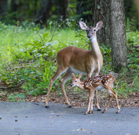 Mom showing her fawn the neighborhood