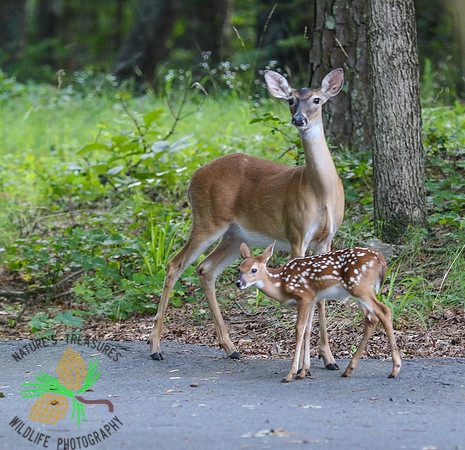 Mom showing her fawn the neighborhood