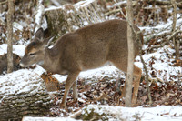 Doe in her winter coat