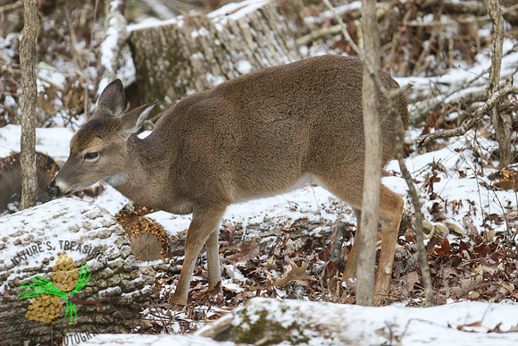 Doe in her winter coat