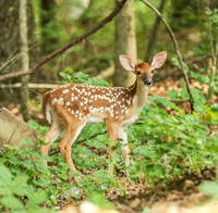 Fawn in woods - #4