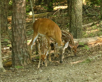 Mom with her twins