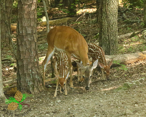 Mom with her twins
