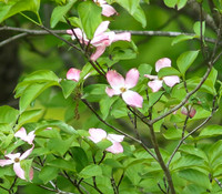 Pink dogwood