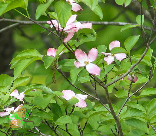 Pink dogwood