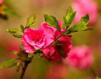 Azaleas