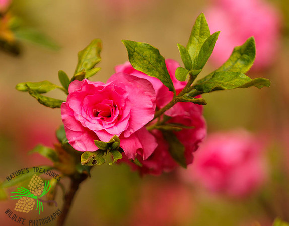 Azaleas