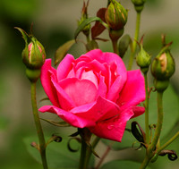 Pink rose