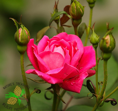 Pink rose