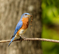 Bluebird with nesting material