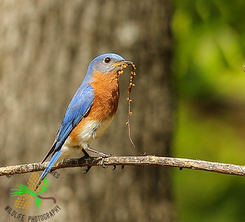 Bluebird with nesting material