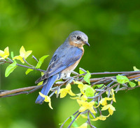 Bluebird in forsythia