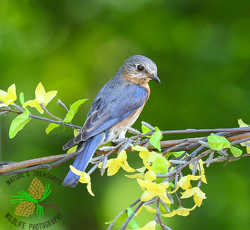 Bluebird in forsythia