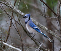 Blue jay in winter grey