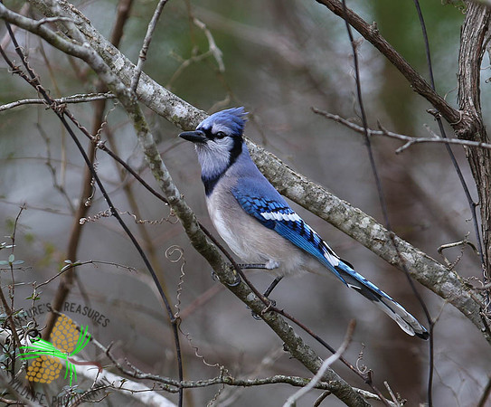 Blue jay in winter grey
