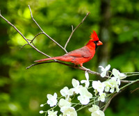 Cardinal in white flowers