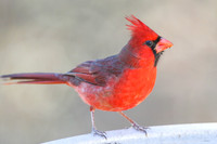 Cardinal at birdbath