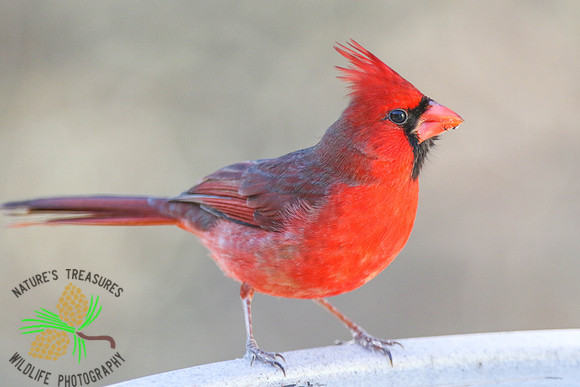 Cardinal at birdbath