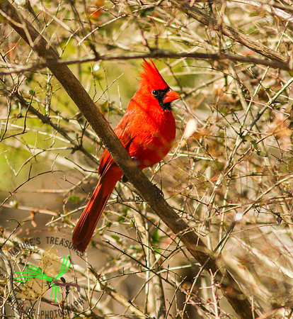 Cardinal in bush