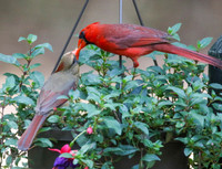 Male cardinal feeding the female #2