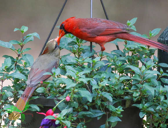 Male cardinal feeding the female #2